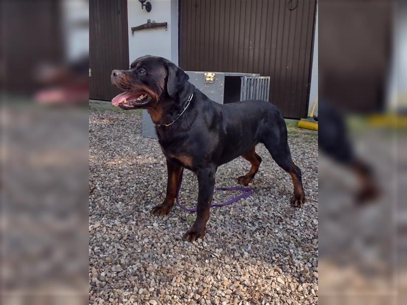 Rottweiler Welpe, Rüde aus ADRK Leistungszucht