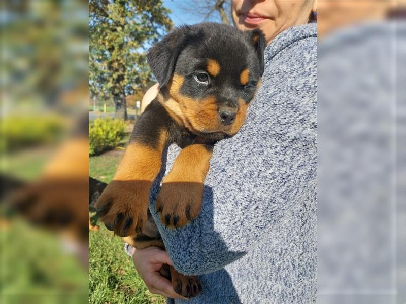 Rottweilerwelpen zu verkaufen