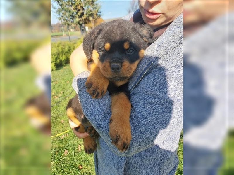 Rottweilerwelpen zu verkaufen