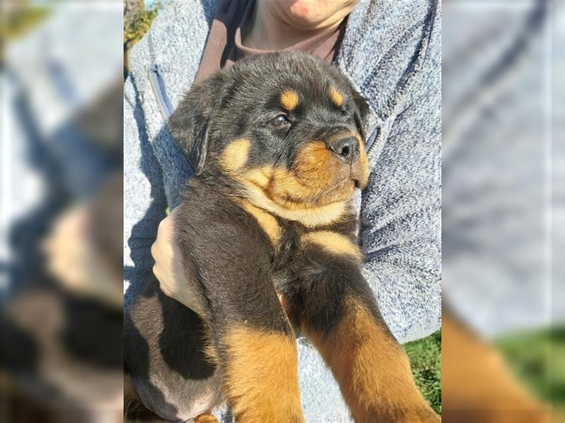 Rottweilerwelpen zu verkaufen