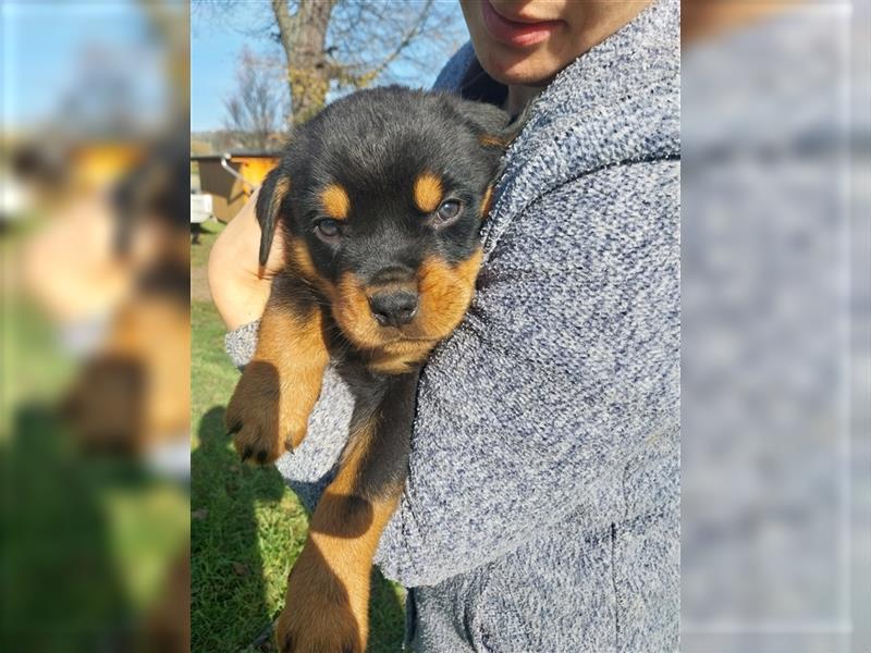 Rottweilerwelpen zu verkaufen