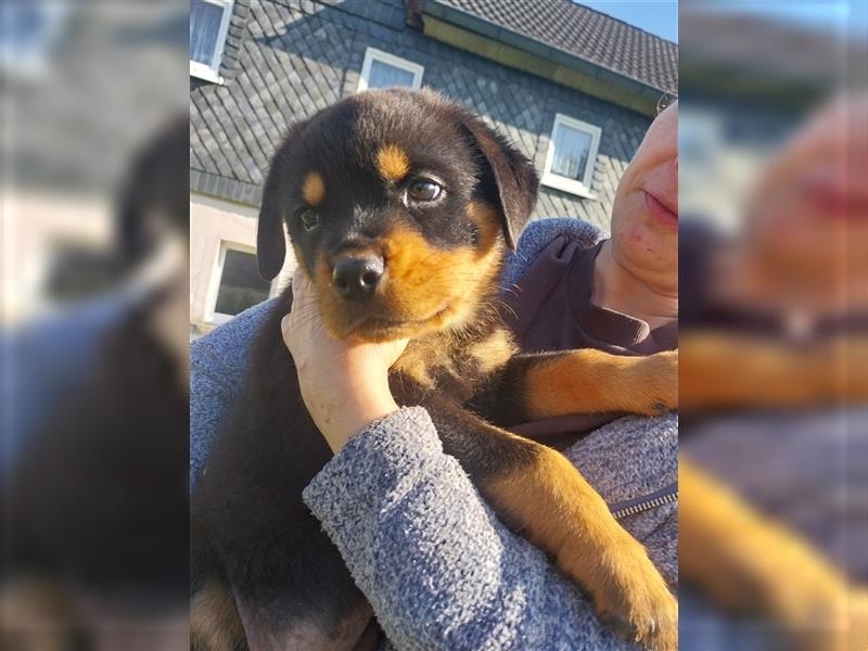 Rottweilerwelpen zu verkaufen