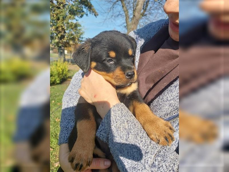 Rottweilerwelpen zu verkaufen