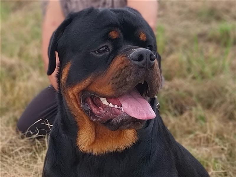 Rottweilerwelpen zu verkaufen