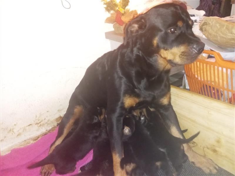 Rottweilerwelpen zu verkaufen