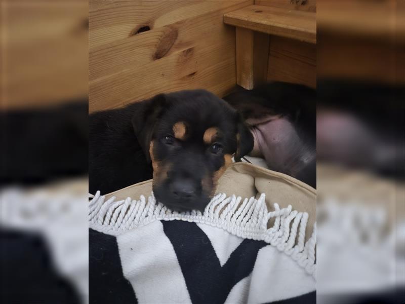 Rottweiler Schäferhund Mix