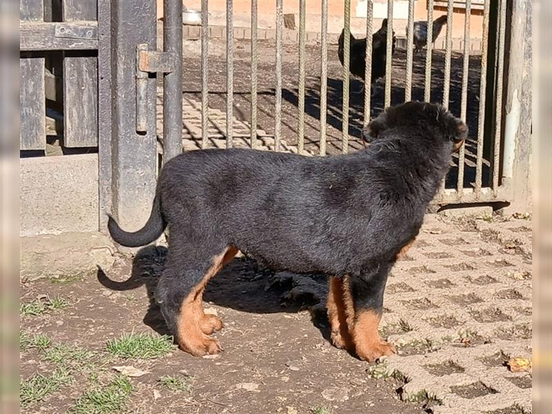 ADRK Rottweiler-Welpe-Rüde zu Verkaufen