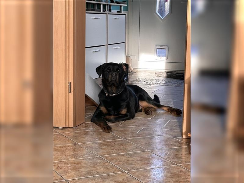 Rottweiler Rüde super lieb