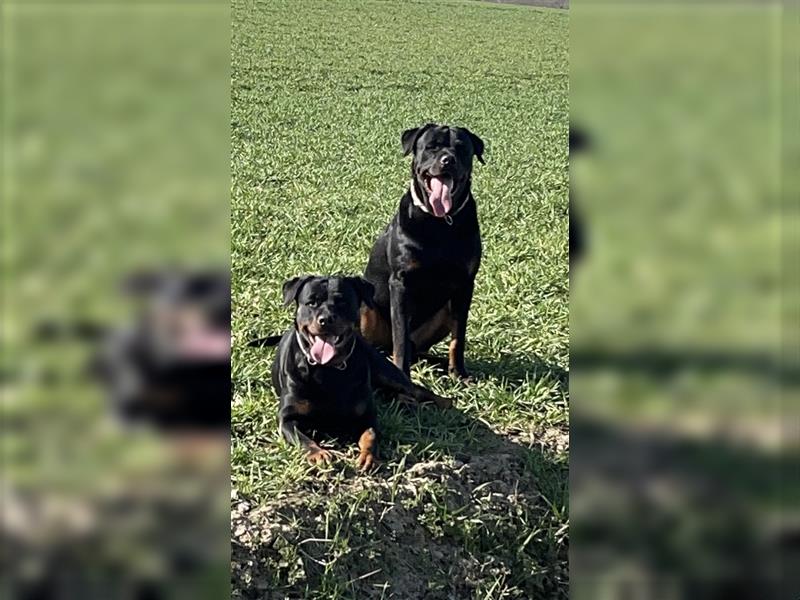 Rottweiler Rüde super lieb