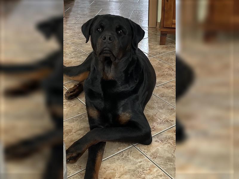 Rottweiler Rüde super lieb