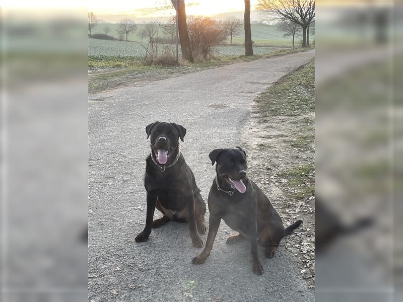 Rottweiler Rüde super lieb