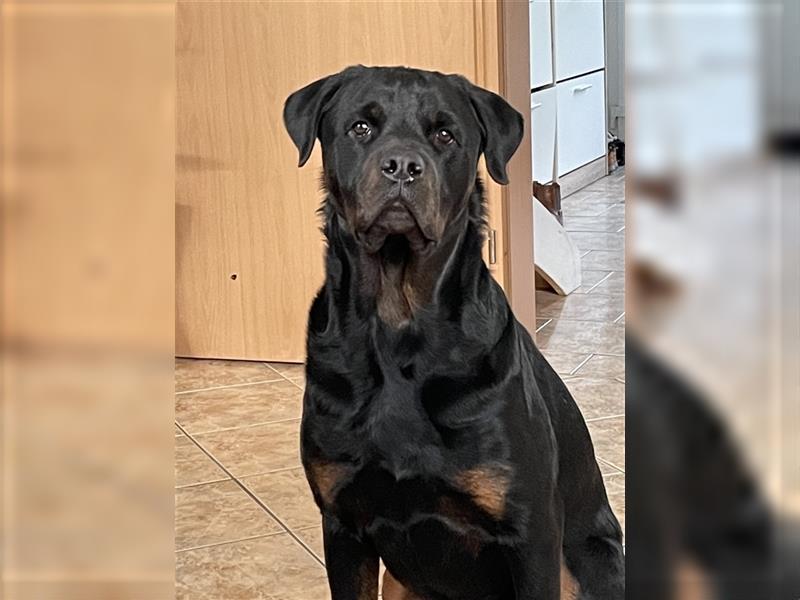 Rottweiler Rüde super lieb