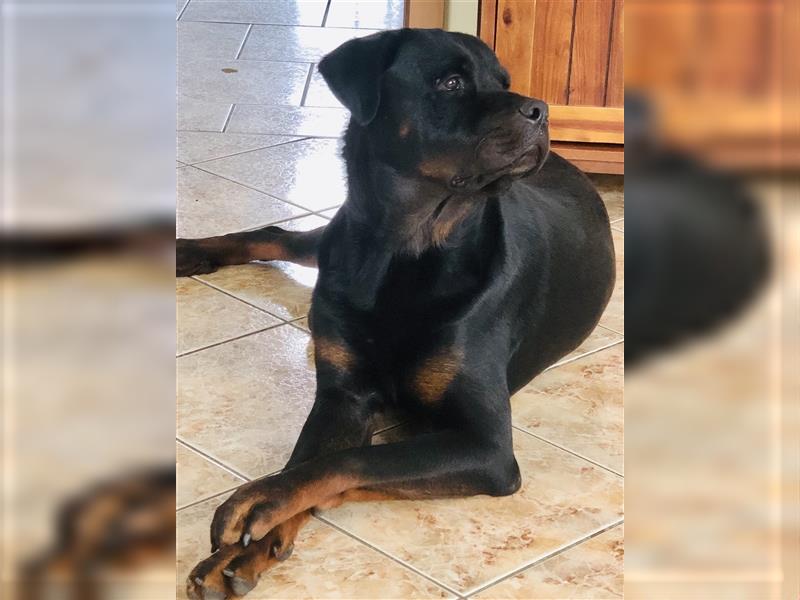 Rottweiler Rüde super lieb