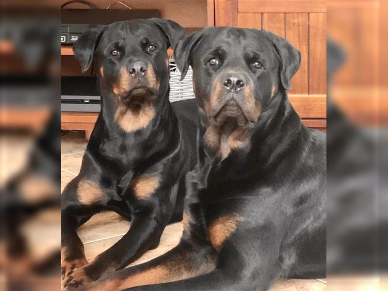 Rottweiler Rüde super lieb