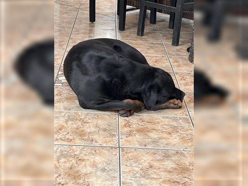 Rottweiler Rüde super lieb