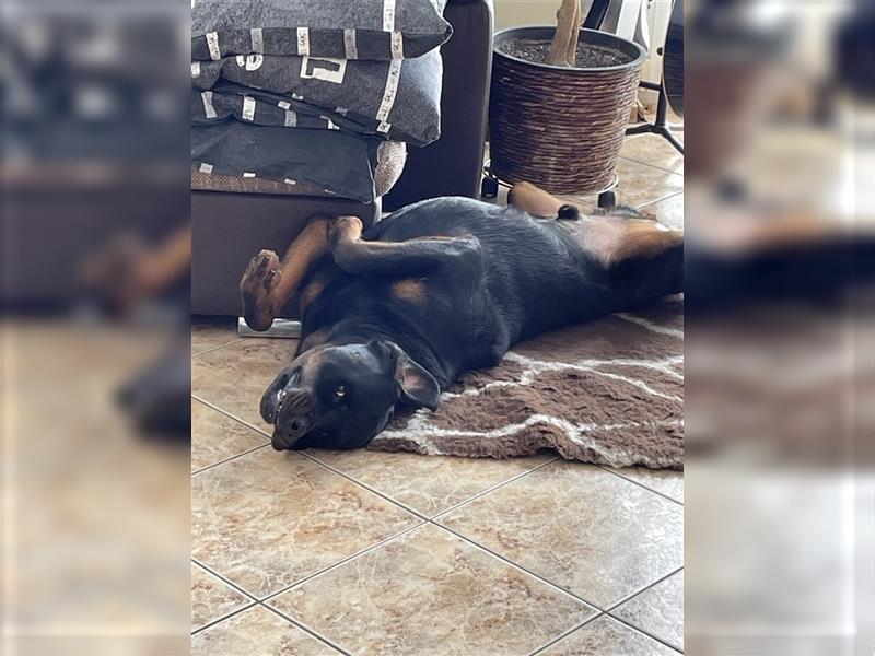 Rottweiler Rüde super lieb