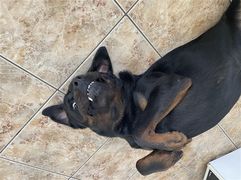 Rottweiler Rüde super lieb