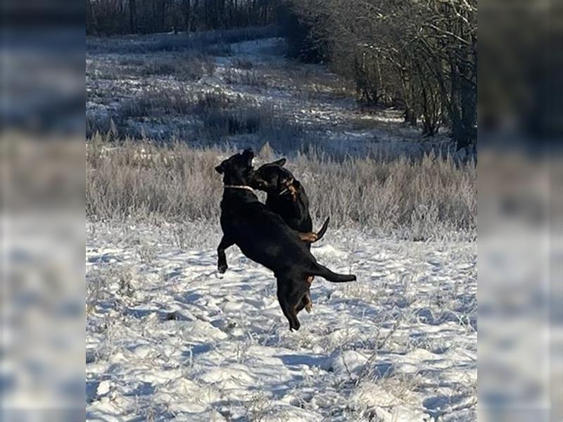 Rottweiler Rüde super lieb