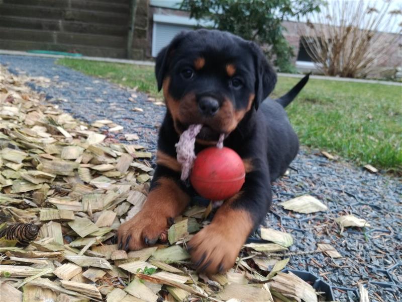 ADRK-Rottweilerwelpen aus Leistungszucht suchen liebevolles Zuhause