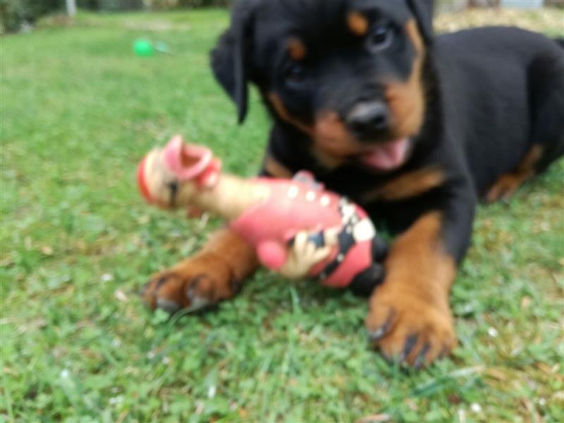 ADRK-Rottweilerwelpen aus Leistungszucht suchen liebevolles Zuhause