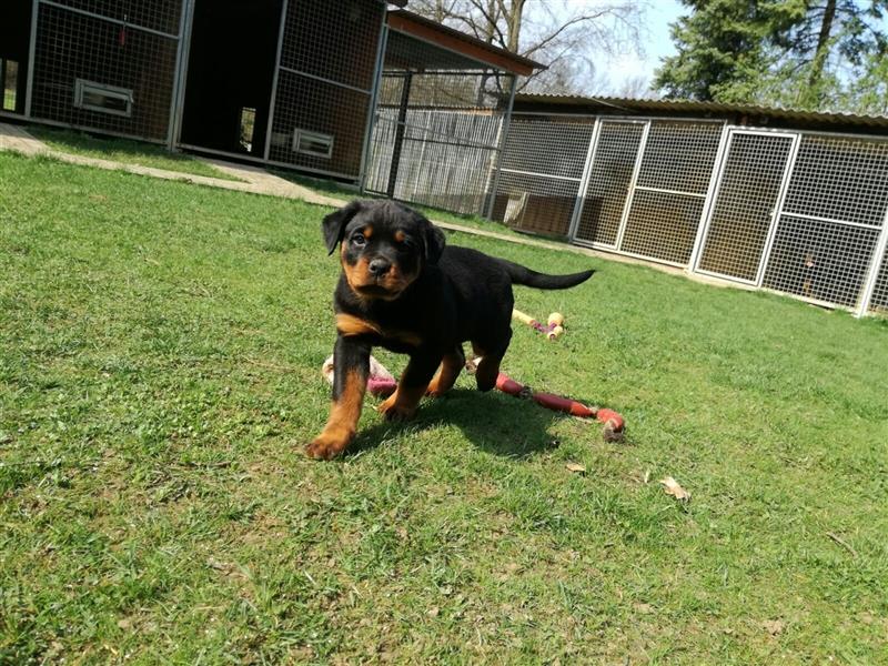 ADRK-Rottweilerwelpen aus Leistungszucht suchen liebevolles Zuhause