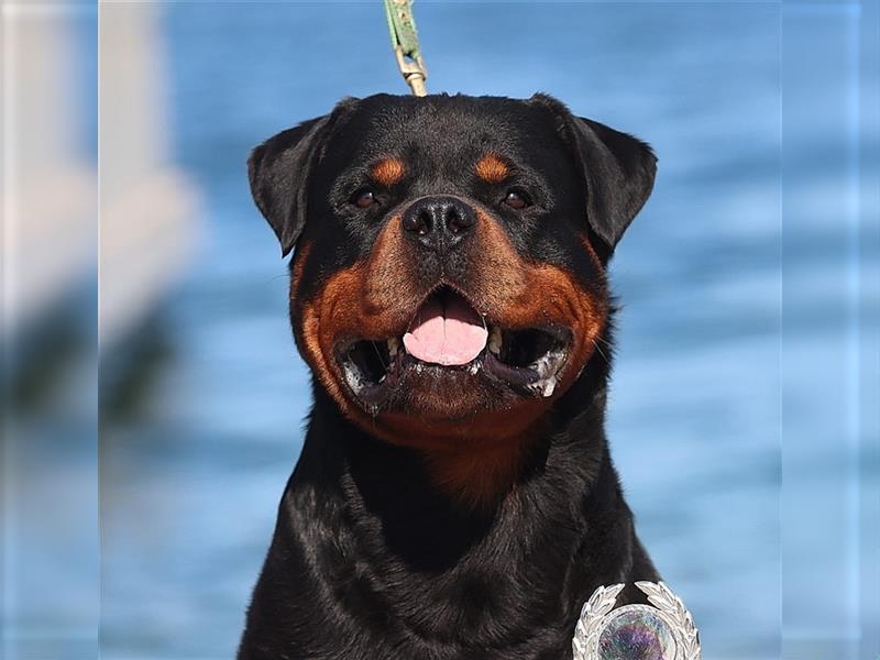 ADRK-Rottweilerwelpen aus Leistungszucht suchen liebevolles Zuhause