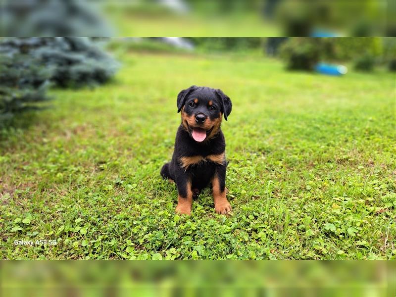 ADRK-Rottweilerwelpen aus Leistungszucht suchen liebevolles Zuhause