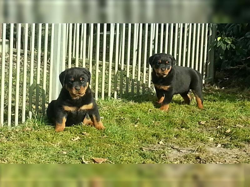 ADRK-Rottweilerwelpen aus Leistungszucht suchen liebevolles Zuhause