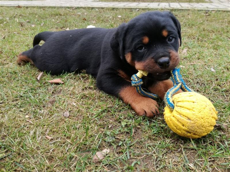 ADRK-Rottweilerwelpen aus Leistungszucht suchen liebevolles Zuhause