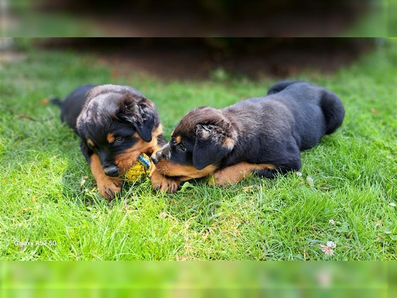 ADRK-Rottweilerwelpen aus Leistungszucht suchen liebevolles Zuhause