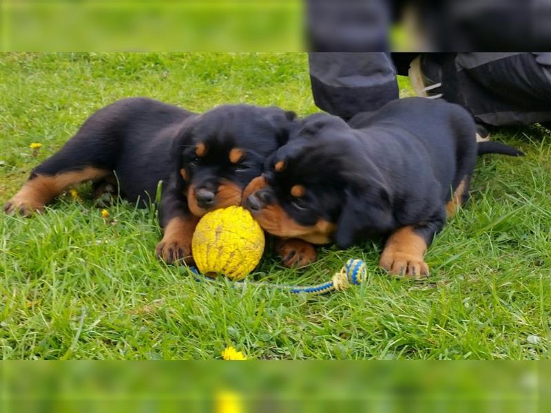 ADRK-Rottweilerwelpen aus Leistungszucht suchen liebevolles Zuhause