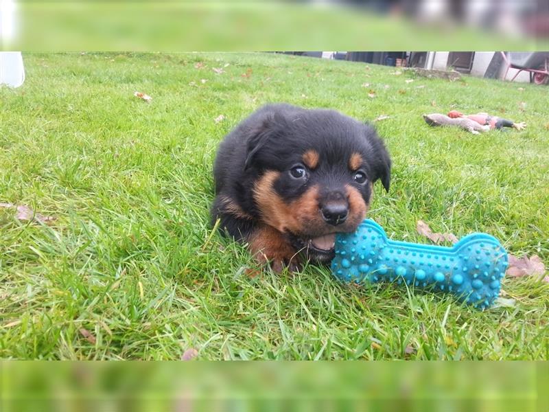 ADRK-Rottweilerwelpen aus Leistungszucht suchen liebevolles Zuhause