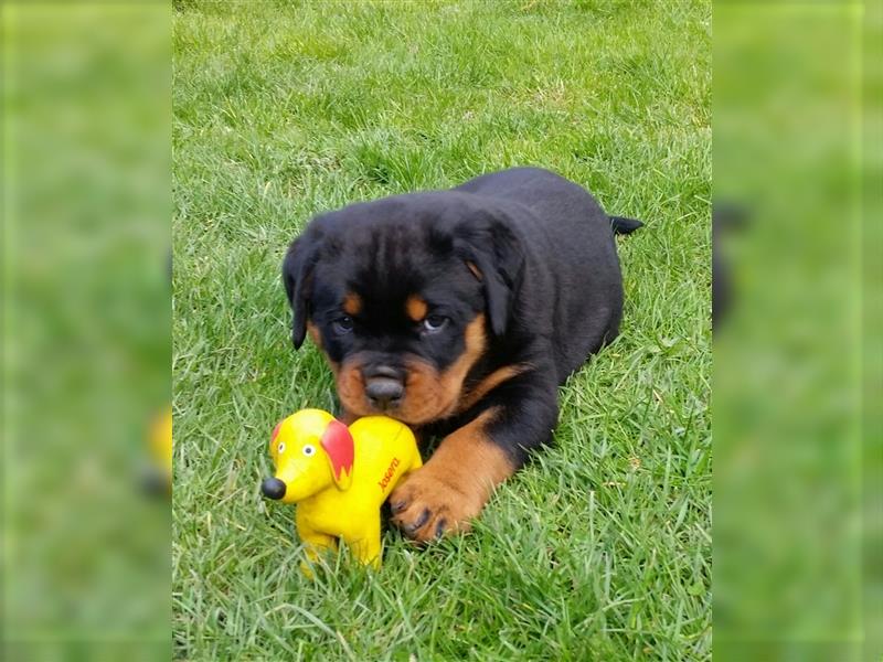 ADRK-Rottweilerwelpen aus Leistungszucht suchen liebevolles Zuhause