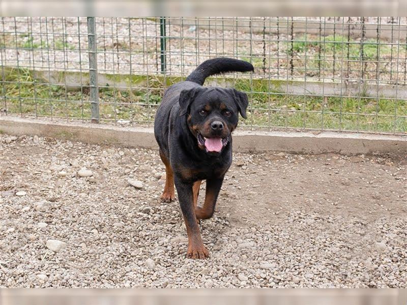 EDE - starker Typ sucht konsequente Führung mit Hundeerfahrung!