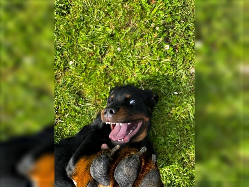 Rottweiler Welpe