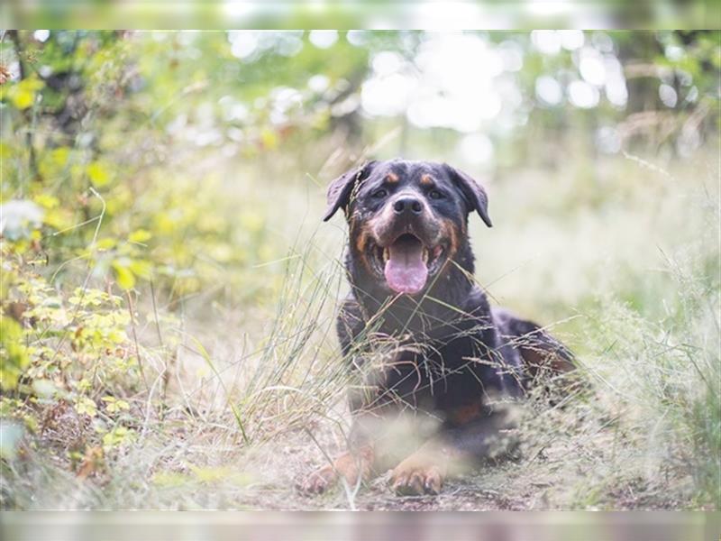 Blacky, Rottweiler, geb. 2015, sucht hundeerfahrene Besitzer mit Grundstück