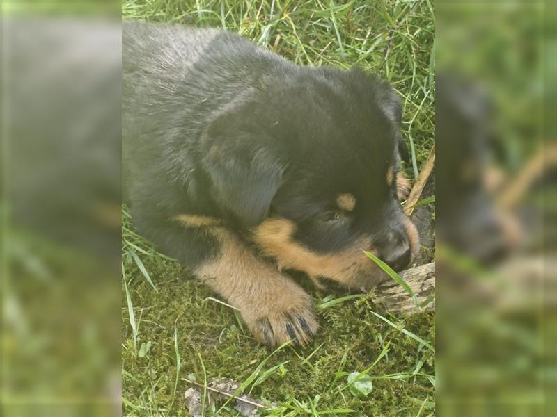 Putzmuntere Rottweiler Welpen suchen ein neues Zuhause