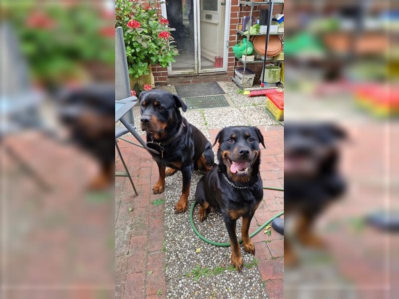 Putzmuntere Rottweiler Welpen suchen ein neues Zuhause