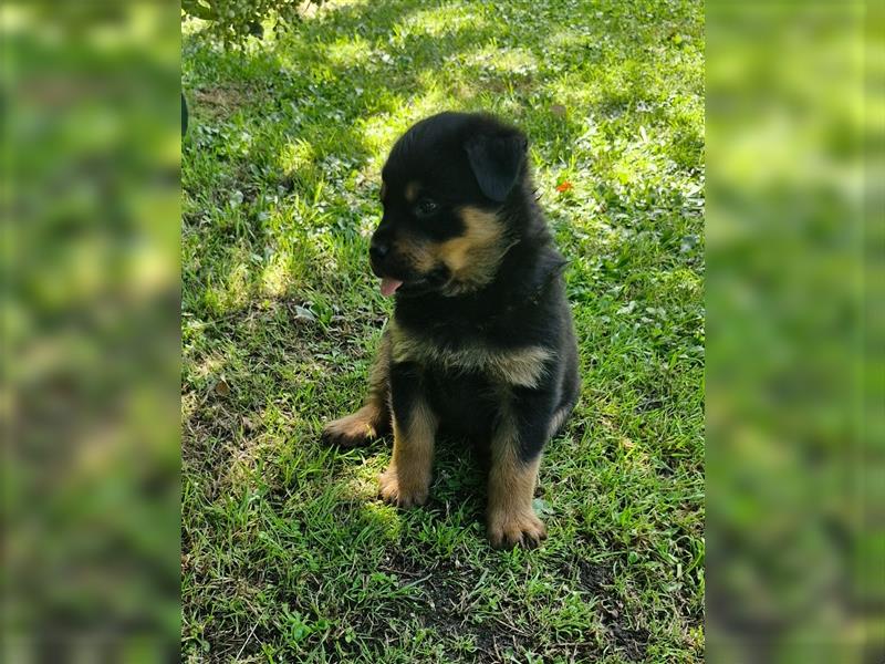 Putzmuntere Rottweiler Welpen suchen ein neues Zuhause