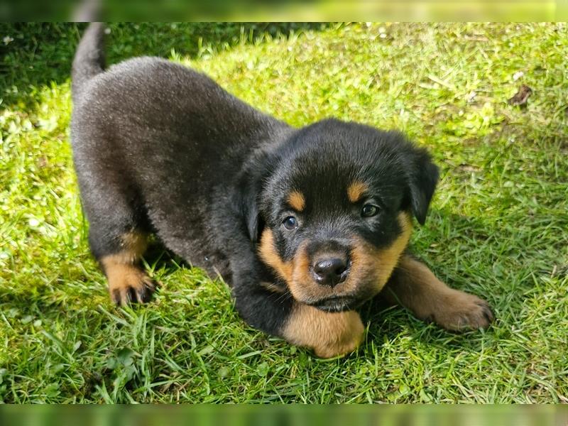 Putzmuntere Rottweiler Welpen suchen ein neues Zuhause