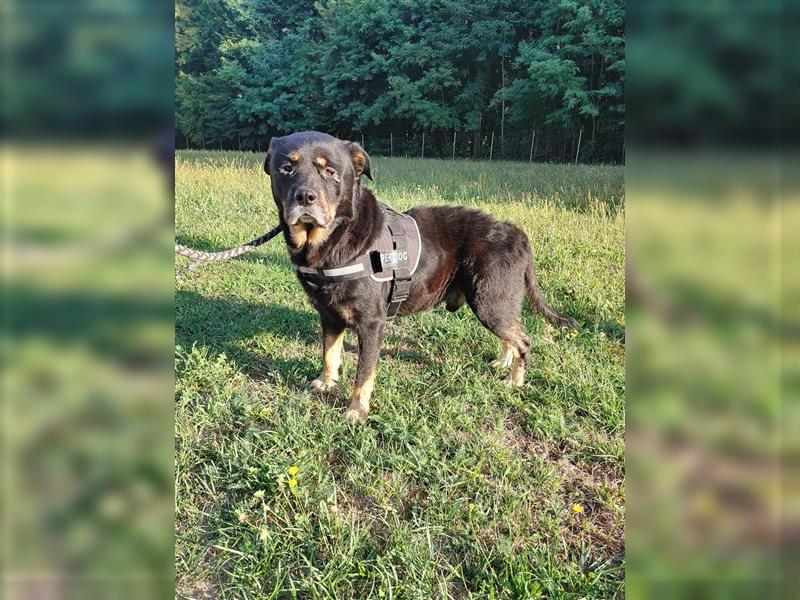 Darko Rottweiler Mischling Rüde Senior sucht Zuhause für immer oder Pflegestelle