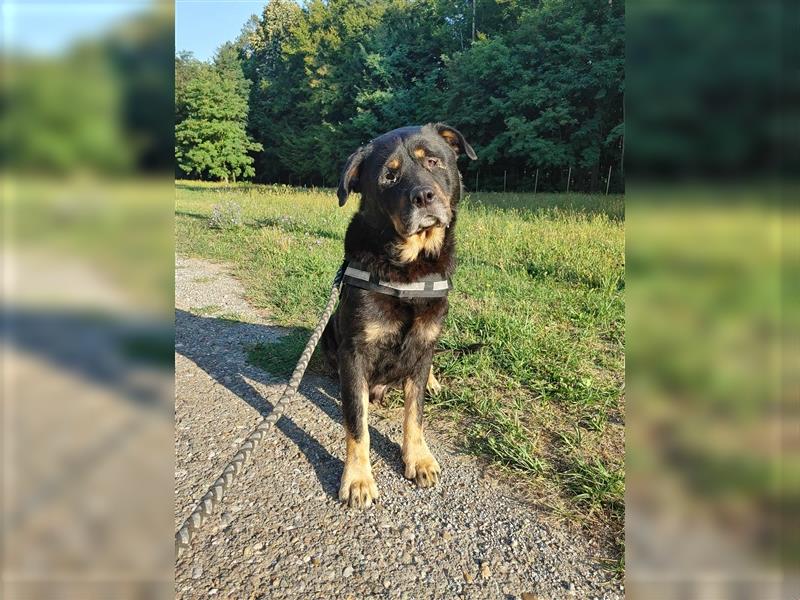 Darko Rottweiler Mischling Rüde Senior sucht Zuhause für immer oder Pflegestelle