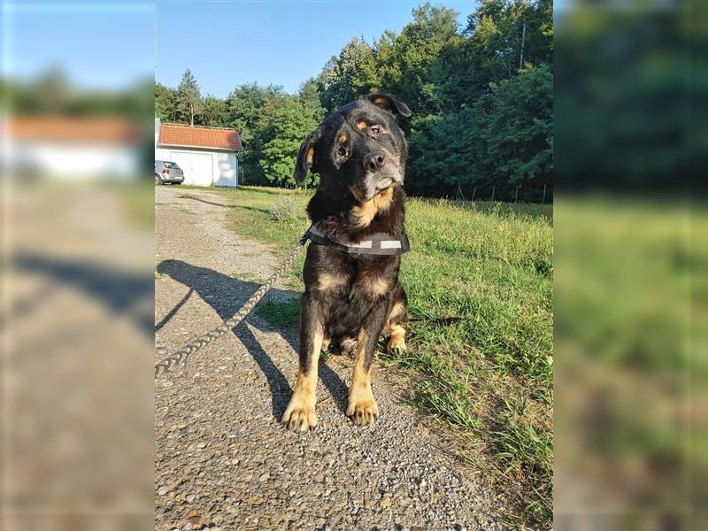 Darko Rottweiler Mischling Rüde Senior sucht Zuhause für immer oder Pflegestelle