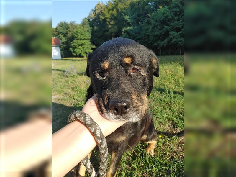 Darko Rottweiler Mischling Rüde Senior sucht Zuhause für immer oder Pflegestelle