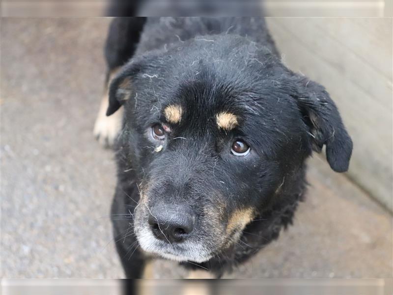 Darko Rottweiler Mischling Rüde Senior sucht Zuhause für immer oder Pflegestelle