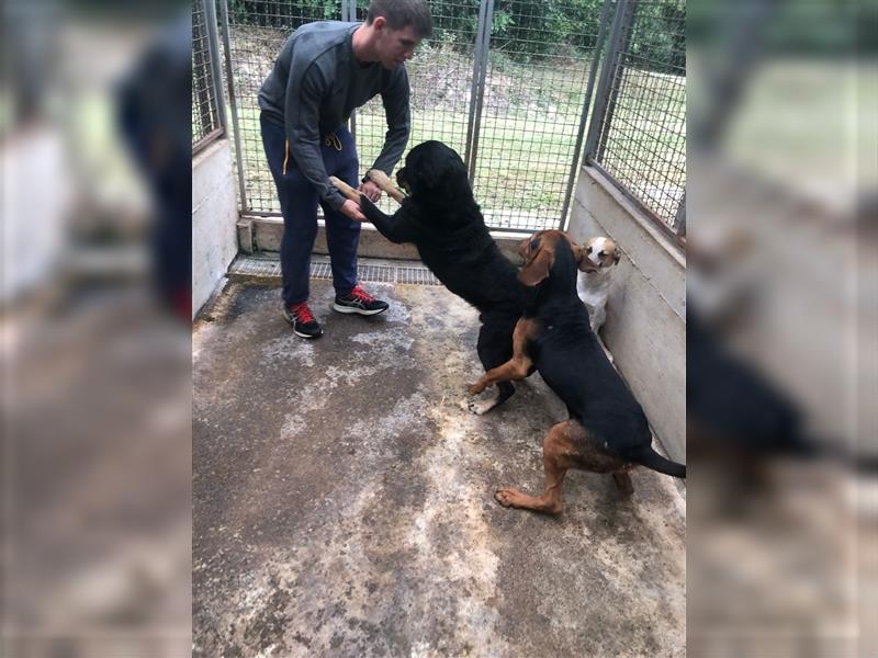 Darko Rottweiler Mischling Rüde Senior sucht Zuhause für immer oder Pflegestelle