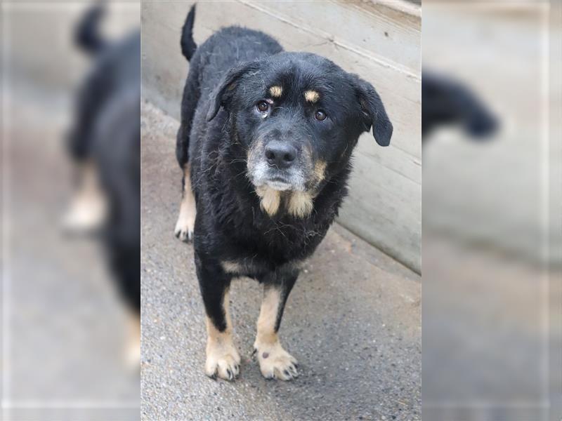 Darko Rottweiler Mischling Rüde Senior sucht Zuhause für immer oder Pflegestelle