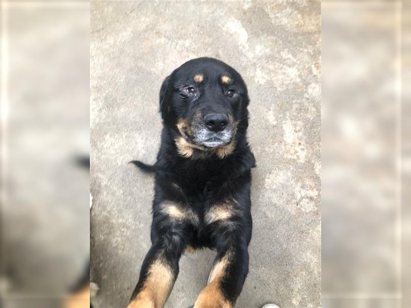 Darko Rottweiler Mischling Rüde Senior sucht Zuhause für immer oder Pflegestelle