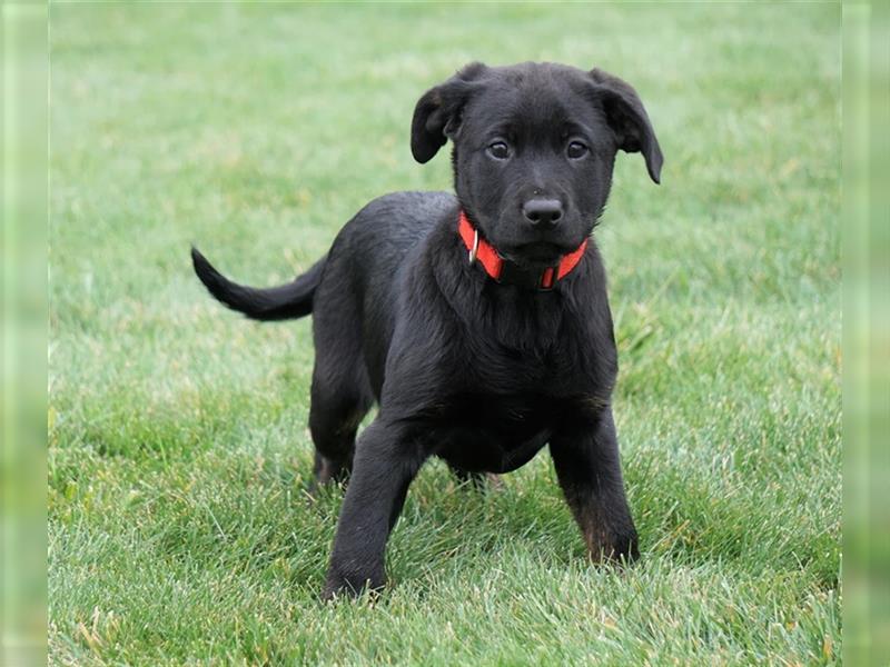 Rottweiler - Labrador Mischling Welpen Rüde in schwarz