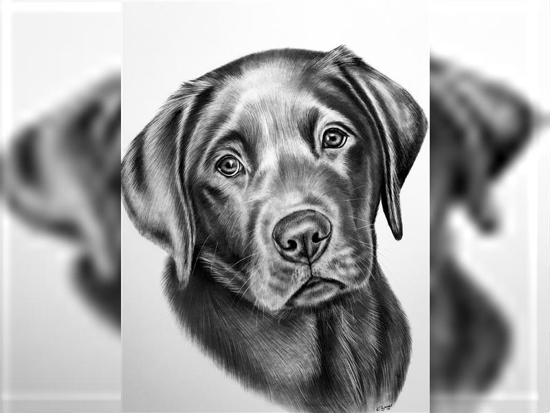 Rottweiler - Labrador Mischling Welpen Rüde in schwarz